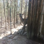 Excursión al zoológico de Guillena